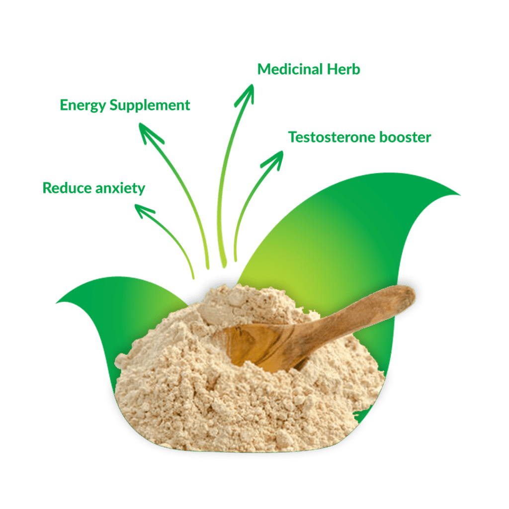 Withania_Somnifera_ashwagandha_root_and_powder_exporters_in_India