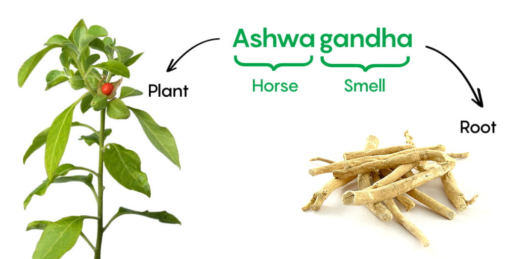 History_of_ashwagandha_in_Ayurveda